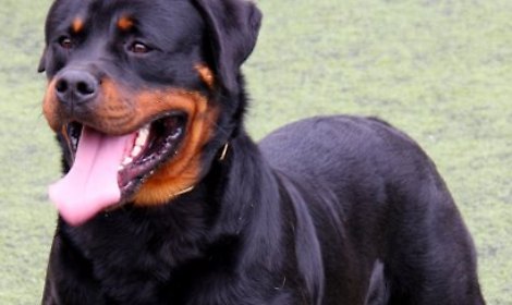 Tragedia a Vallelaghi: Rottweiler scappa dal giardino e azzanna a morte un altro cane