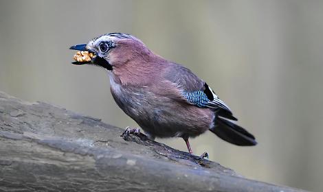Foto della Provincia di Trento