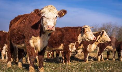 La Provincia di Trento finanzia controlli sanitari su bovini veneti: &egrave; polemica