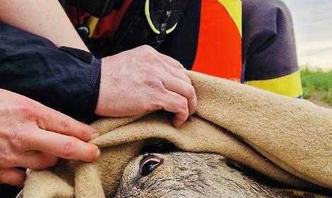 Salvato un capriolo dai Vigili del Fuoco a Volpago del Montello