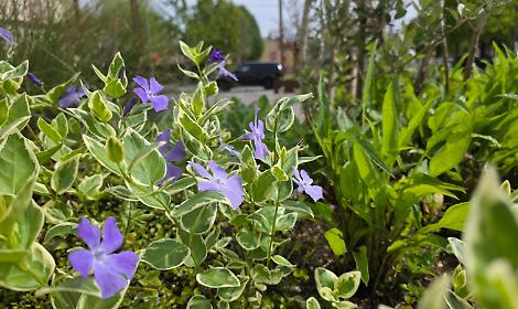 Montegrotto Terme punta sul digitale: parte il nuovo piano del verde pubblico