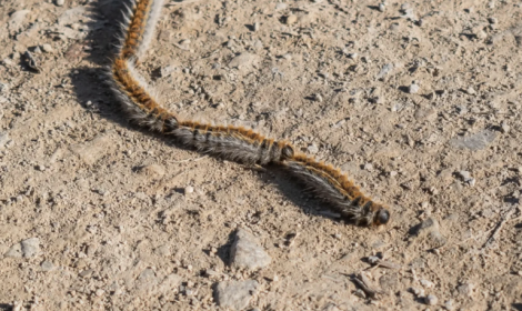 Processionaria, allarme anticipato: cresce il rischio per i cani