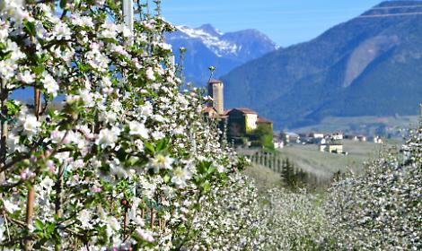 Val di Non in fiore, spettacolo dei meleti: ma il freddo preoccupa gli agricoltori