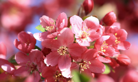 Il Castello di Thiene si veste di primavera: rose in fiore tra storia e paesaggio