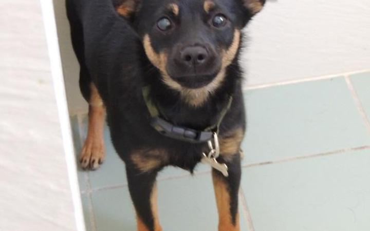 cagnolina in bagno (2)