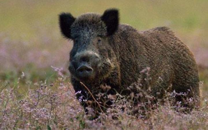 Danni da cinghiali, rimborsi pi&ugrave; alti e soglia dimezzata