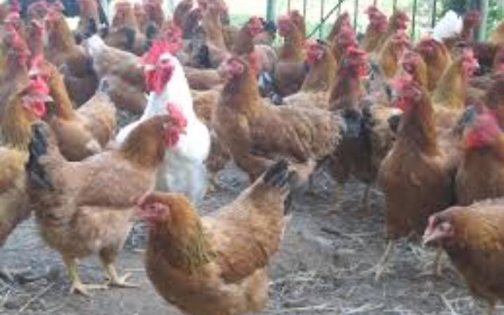 Influenza aviaria: ordinanza del Sindaco Giordani per contenere il virus