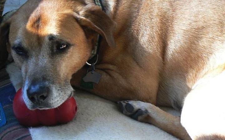 Fuochi d&rsquo;artificio e animali: come proteggerli durante le feste