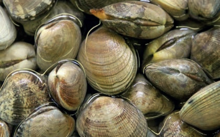 Vongole addio: quando il mare si ferma e la politica resta indietro
