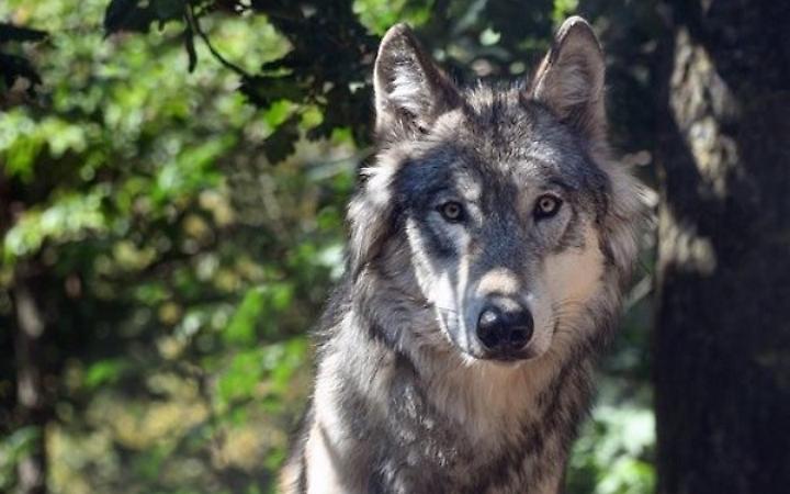 Monselice, il lupo ferito trasferito in canile: scatta l&rsquo;esposto di Europa Verde