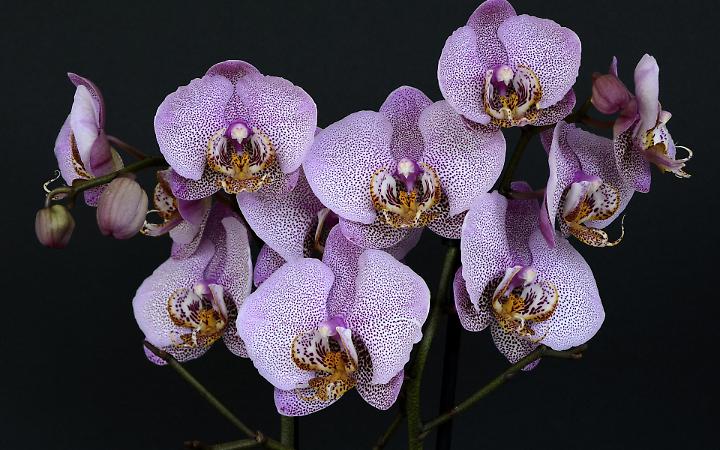 orchidea