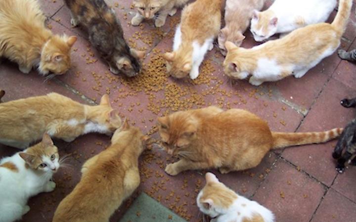 Avvelenamento di gatti a Bassano del Grappa: massima attenzione ai propri animali