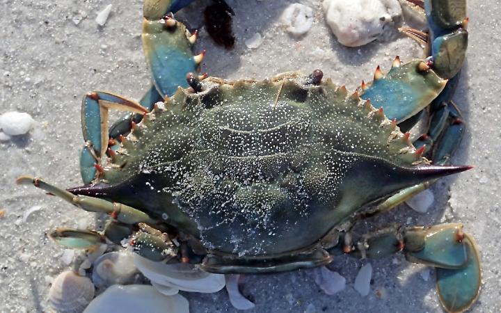 Nord Adriatico in difficolt&agrave;, i pescatori chiedono interventi urgenti per salvare la filiera dei molluschi