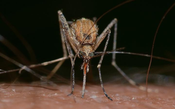 West Nile