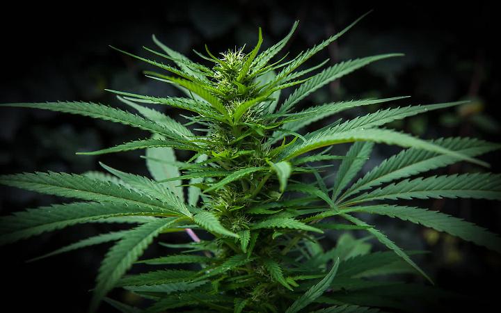 Quinto Vicentino, cannabis in casa: scoperte 159 piante