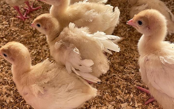 Nuovo focolaio di influenza aviaria a Fonte, scatta l&rsquo;allerta nei comuni vicini