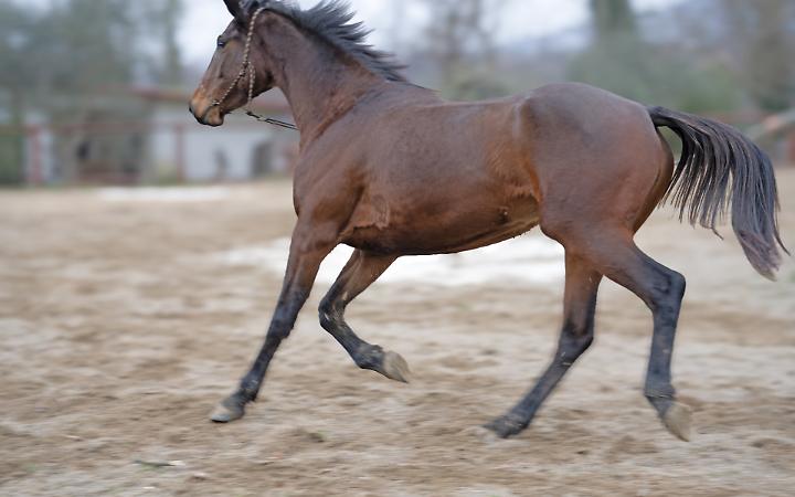 Giornata della Salute e della Protezione Animale a Legnaro: focus sul benessere del cavallo sportivo