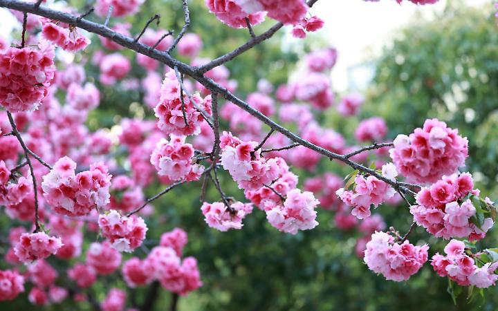 Giornate FAI di Primavera 2026: 18 tesori culturali aprono le porte in Friuli Venezia Giulia