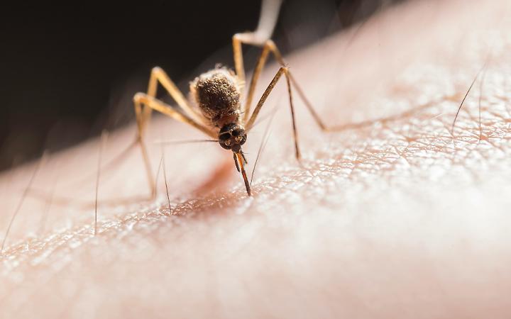 Allarme dengue all&rsquo;Arcella, scatta la disinfestazione