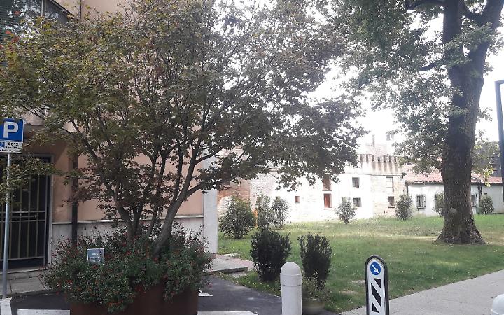 Mirano, i due aceri della piazza spostati all&rsquo;ombra di viale delle Rimembranze