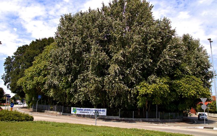 Martellago, anche l'associazione Acque Nove all'attacco sull'abbattimento del bosco di Agostino