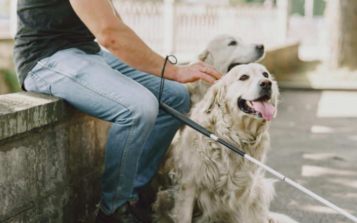 Veneto, nuovo progetto di legge per favorire l&rsquo;autonomia delle persone con disabilit&agrave; tramite cani guida