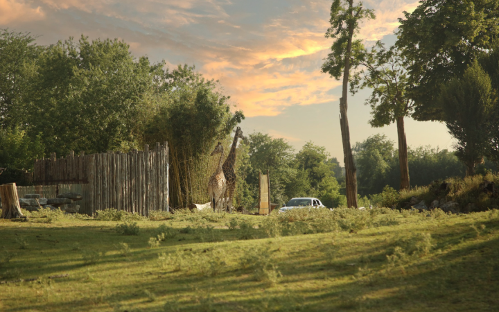 Ventuno tarantole salvate dal commercio illegale trovano casa al Parco Natura Viva