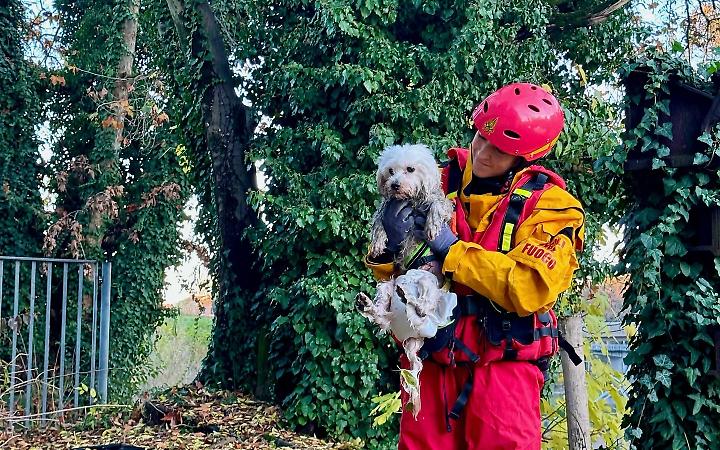 Padova, cane cade nel Piovego: Vigili del Fuoco lo salvano in tempo