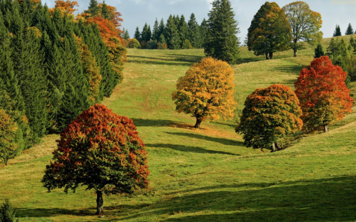 Veneto in verde: 90.000 nuovi alberi grazie agli incentivi regionali