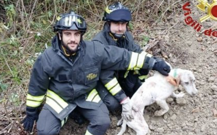 Segugio intrappolato nella tana dell&rsquo;istrice: salvato dai vigili del fuoco