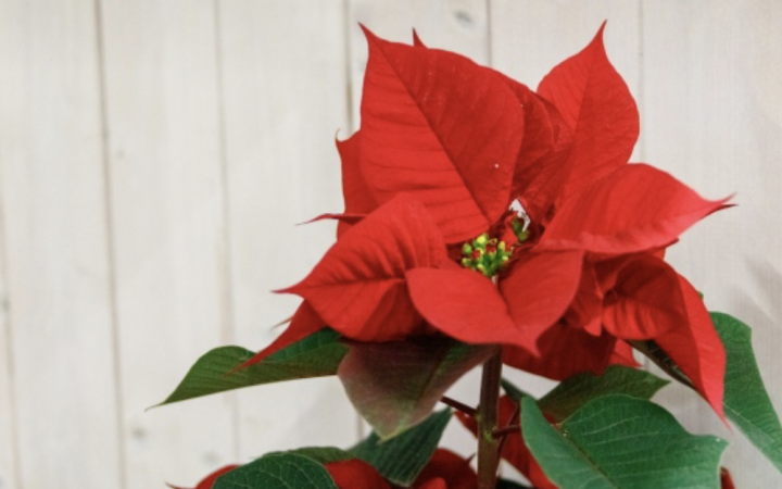 Stella di Natale, bellezza che inganna: perch&eacute; &egrave; pericolosa per cani e gatti