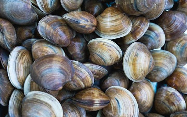 Vongole senza certificazioni, scatta il maxi sequestro nel Polesine