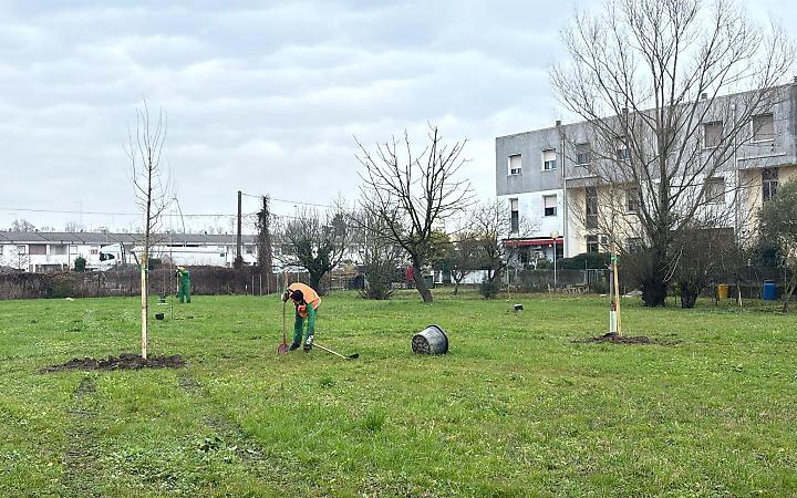 Cavarzere si arricchisce di 54 nuovi alberi grazie alla donazione di WikiScuola