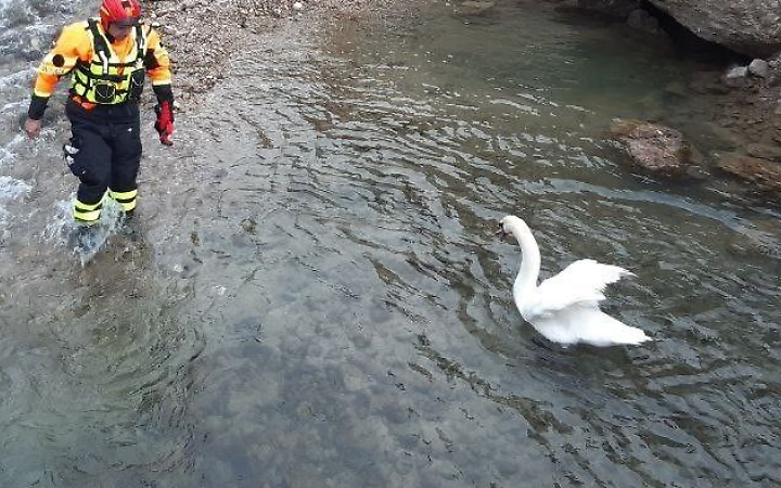 Salvataggio di un cigno in pericolo a Alleghe: intervento dei Vigili del Fuoco