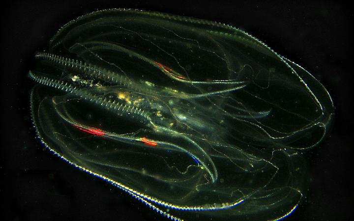 Laguna di Venezia minacciata dalla "noce di mare": pi&ugrave; pericolosa del granchio blu