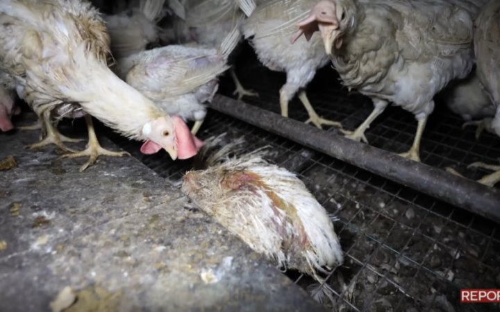 Un fotogramma del servizio di Report