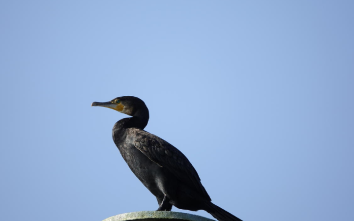 Trento, nuovo piano per proteggere la trota marmorata: in campo misure contro il cormorano