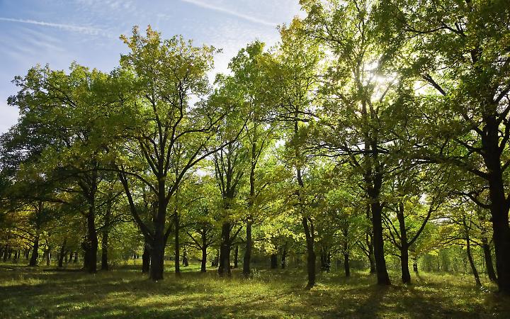 A Montegrotto &egrave; scontro sugli alberi