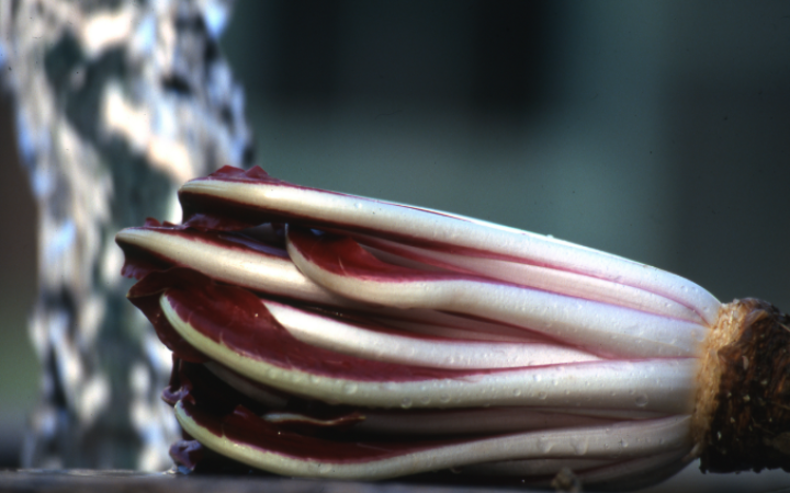 Fiori d&rsquo;Inverno 2026 a Mogliano: radicchio, sapori e tradizioni della Marca in festa