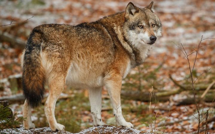 Lupo stabile nei Colli Euganei: segnale di vitalit&agrave; per la biodiversit&agrave;