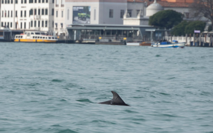 Venezia: un delfino &ldquo;residente&rdquo; nel Bacino di San Marco, al via il monitoraggio scientifico