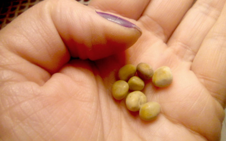 Furto &ldquo;prezioso&rdquo; a Pordenone: sembravano pepite, erano calcoli renali