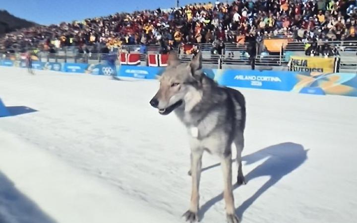 Nazgul, il cane che ha conquistato Tesero e il web: una fuga da film sullo stadio di fondo