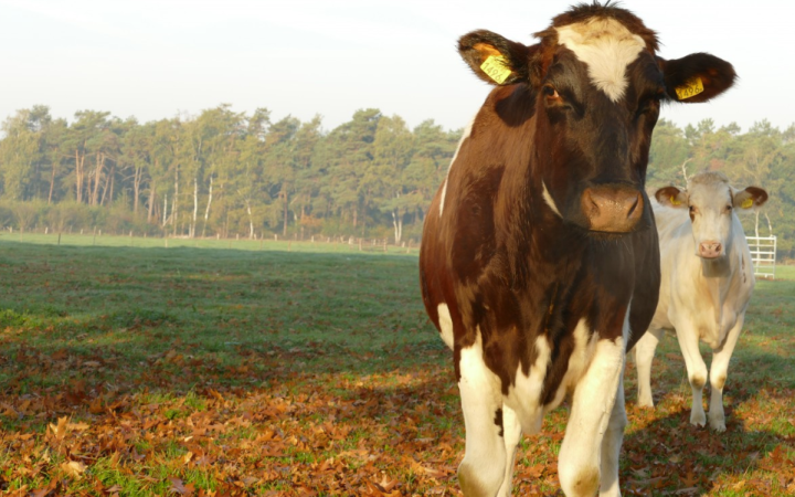 Allevamento lager di Lazise: 47 mucche e vitelli salvati, imputato ottiene la messa alla prova