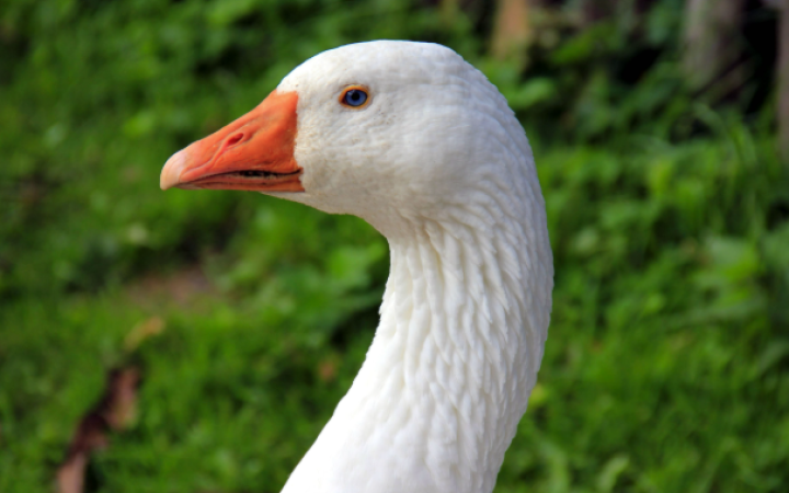 Oca decapitata sulla spiaggia, mistero a Purfina