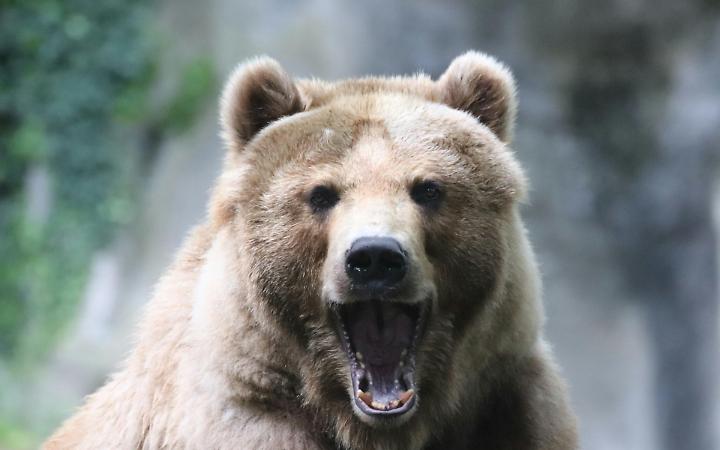 Trento, processo M90, morte dell'orso: Fugatti imputato, otto associazioni animaliste si costituiscono parte civile