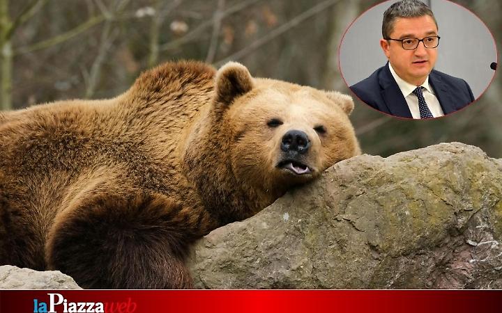 Assoluzione di Fugatti sull'abbattimento dell'orso M90: animalisti delusi