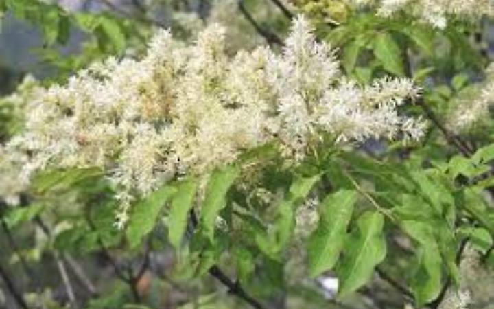 Orniello,  foto del Comune