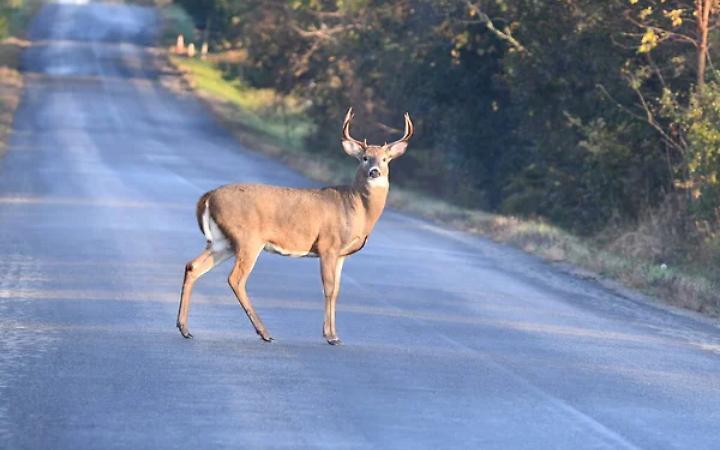Motociclista investe un cervo a Trichiana, &egrave; grave ma fuori pericolo