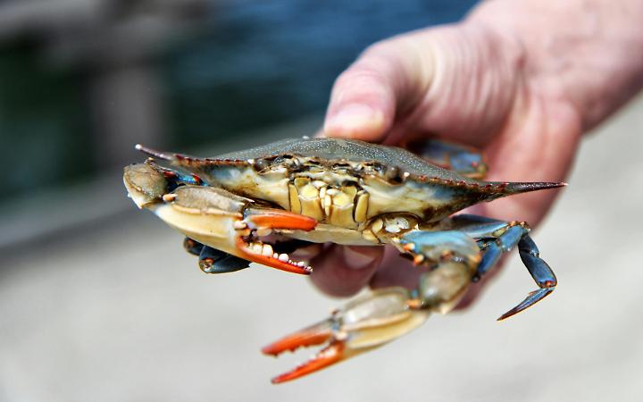 Granchio Blu in Veneto, da problema ambientale a risorsa economica